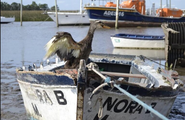 Hay 70 puestos de trabajo perdidos en Solís de Mataojo por el conflicto sindical de la Pesca