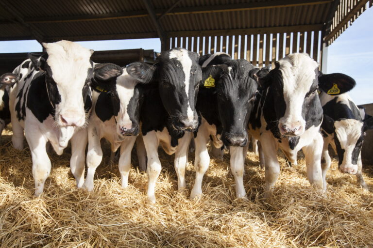 Crisis en el Sector Lácteo Uruguayo: Negociaciones y Conflictos Sin Resolución