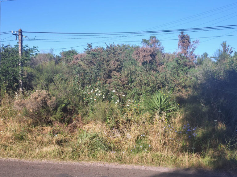 IDL niega maquinaria a cooperativa de trabajadores municipales para limpiar su terreno