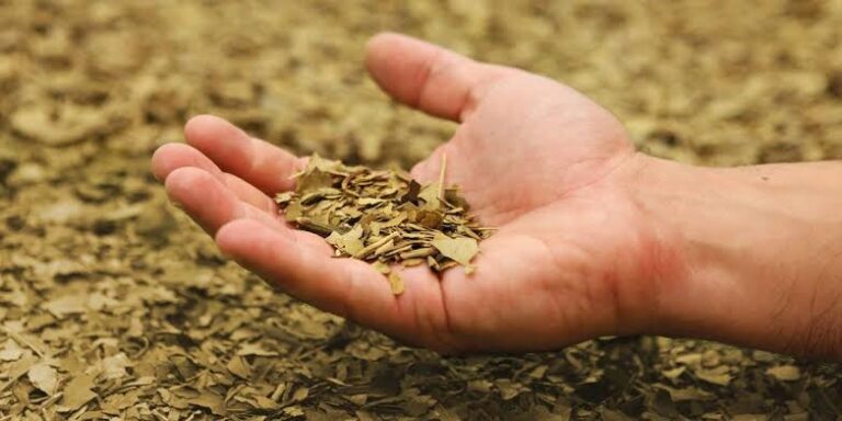 “Secado y preparación de yerba mate” en el Centro «DomoTortuga»