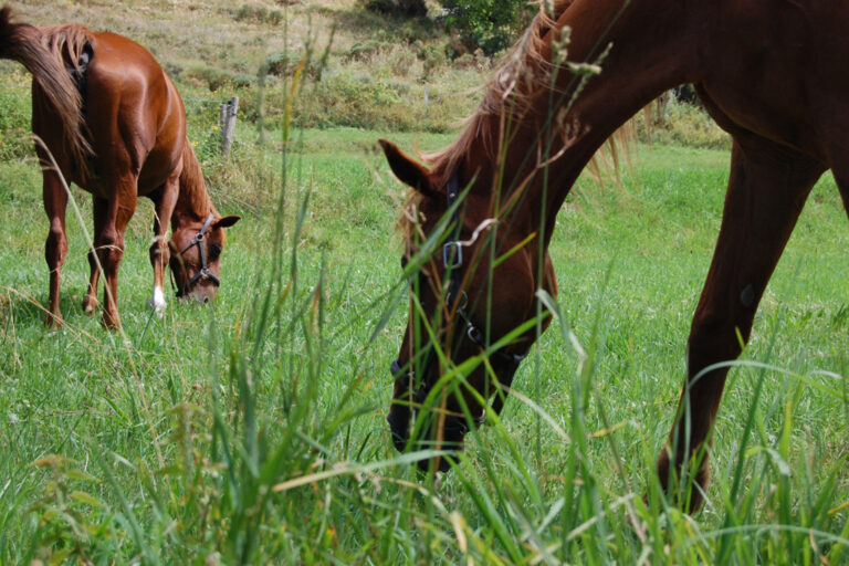 Cómo Uruguay quedó sin exportar caballos a Europa